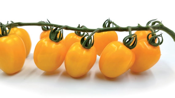 Rajče tyčkové Appleberry Yellow F1 - cherry, srdcovité, žluté, sladké, odolné plísni (pěstování) Rajče tyčkové Appleberry Yellow F1 - cherry, srdcovité, žluté, sladké, odolné plísni (pěstování)