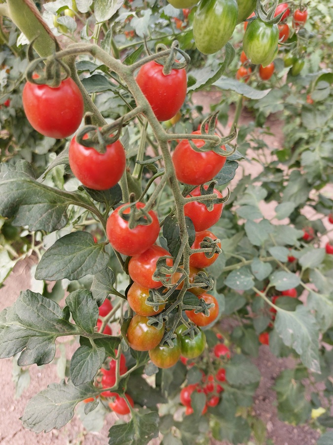 Rajče tyčkové HTO 2268 - cherry, oválné, odolné plísni (pěstování) Rajče tyčkové HTO 2268 - cherry, oválné, odolné plísni (pěstování)