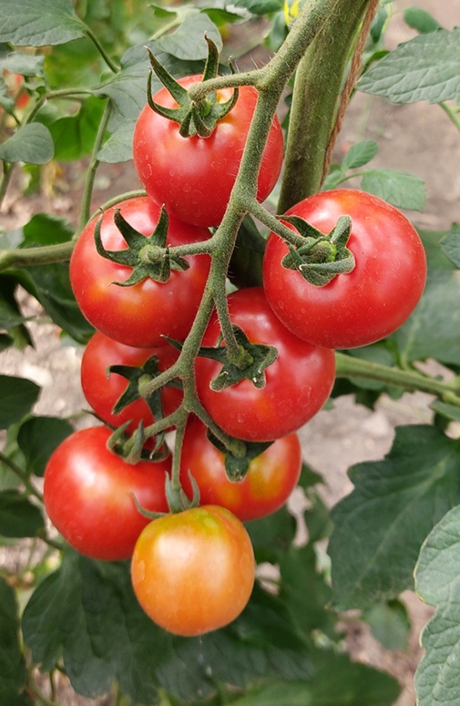 Rajče tyčkové HTO 2269 - koktejlové, kulovité, odolné plísni (pěstování) Rajče tyčkové HTO 2269 - koktejlové, kulovité, odolné plísni (pěstování)