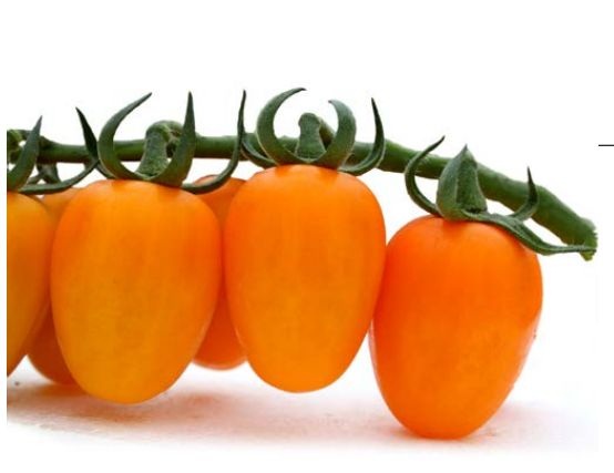 Rajče tyčkové Kajsa Sweet F1 - cherry, oranžové, oválné, sladké (Uniseeds) Rajče tyčkové Kajsa Sweet F1 - cherry, oranžové, oválné, sladké (Uniseeds)