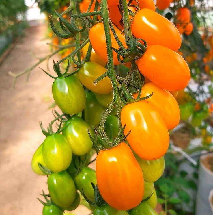 Rajče tyčkové Kajsa Sweet F1 - cherry, oranžové, oválné, sladké (pěstování) Rajče tyčkové Kajsa Sweet F1 - cherry, oranžové, oválné, sladké (pěstování)