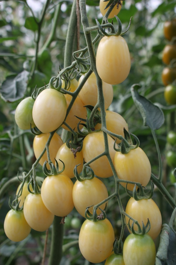 Rajče tyčkové Moonshine F1 - cherry, žlutobílé, oválné, sladké, odolné plísni (pěstování) Rajče tyčkové Moonshine F1 - cherry, žlutobílé, oválné, sladké, odolné plísni (pěstování)