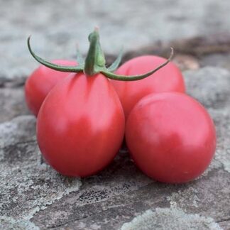 Rajče tyčkové Umamini F1 - cherry, růžové, oválné, sladké (Uniseeds)