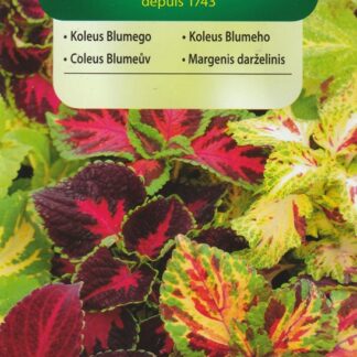 Koleus Blumeův - africká kopřiva, nízký, směs (Vilmorin)