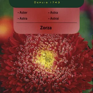 Astra čínská knížecí Zorza - růžovočervená (Vilmorin)