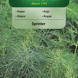 Kopr Sprinter - odolný k vykvétání, aromatický (Vilmorin)
