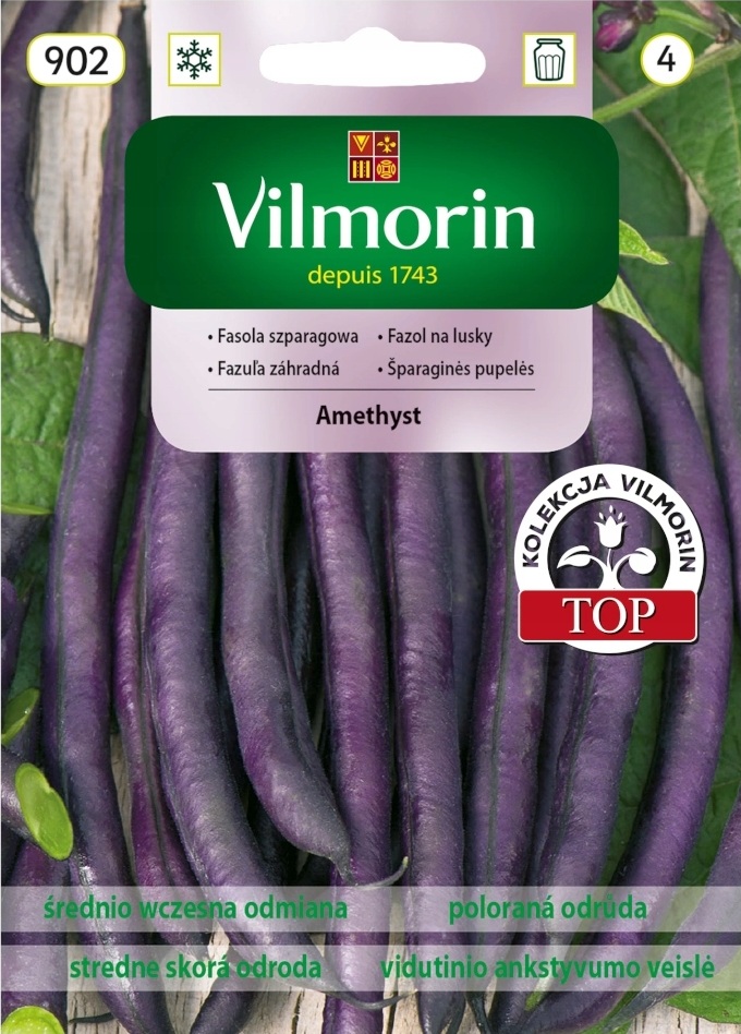 Fazol na lusky Amethyst - keříčkový, fialový (Vilmorin) Fazol na lusky Amethyst - keříčkový, fialový (Vilmorin)