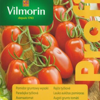 Rajče tyčkové Aligote F1 - cherry, oválné, velmi chutné (Vilmorin)