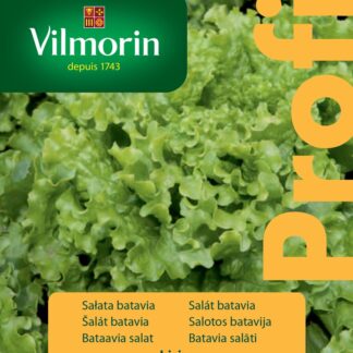 Salát batavia Lirice - polní, kadeřavý (Vilmorin)