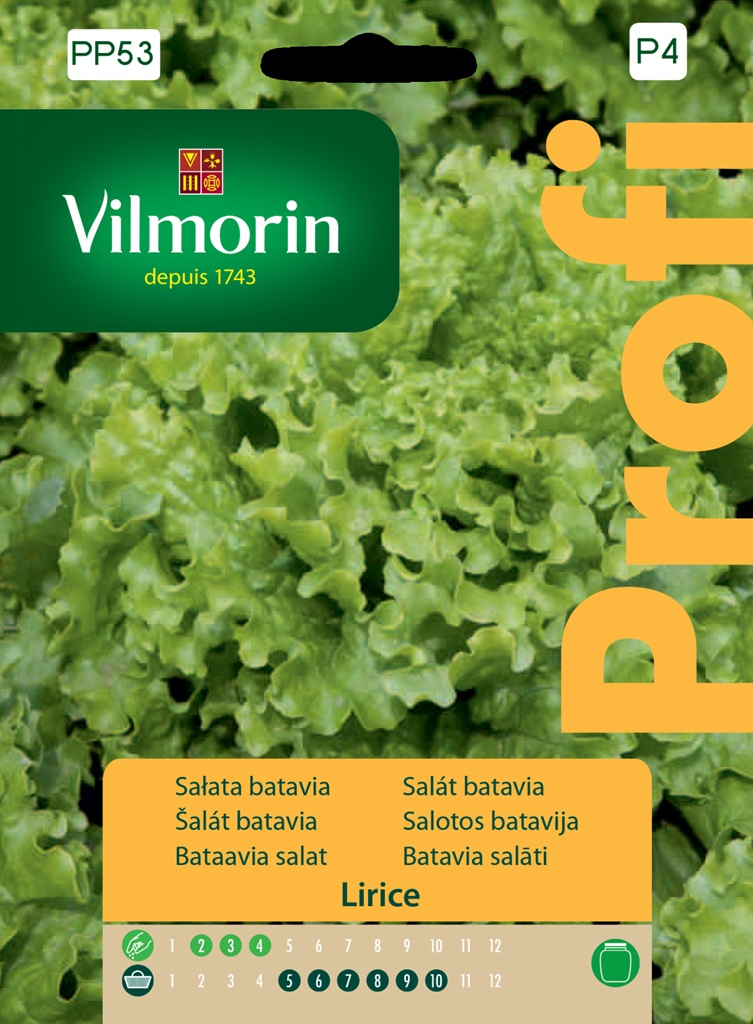 Salát batavia Lirice - polní, kadeřavý (Vilmorin) Salát batavia Lirice - polní, kadeřavý (Vilmorin)