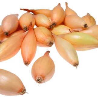 Cibule sazečka Birnformige (světle hnědá, hruškovitá)