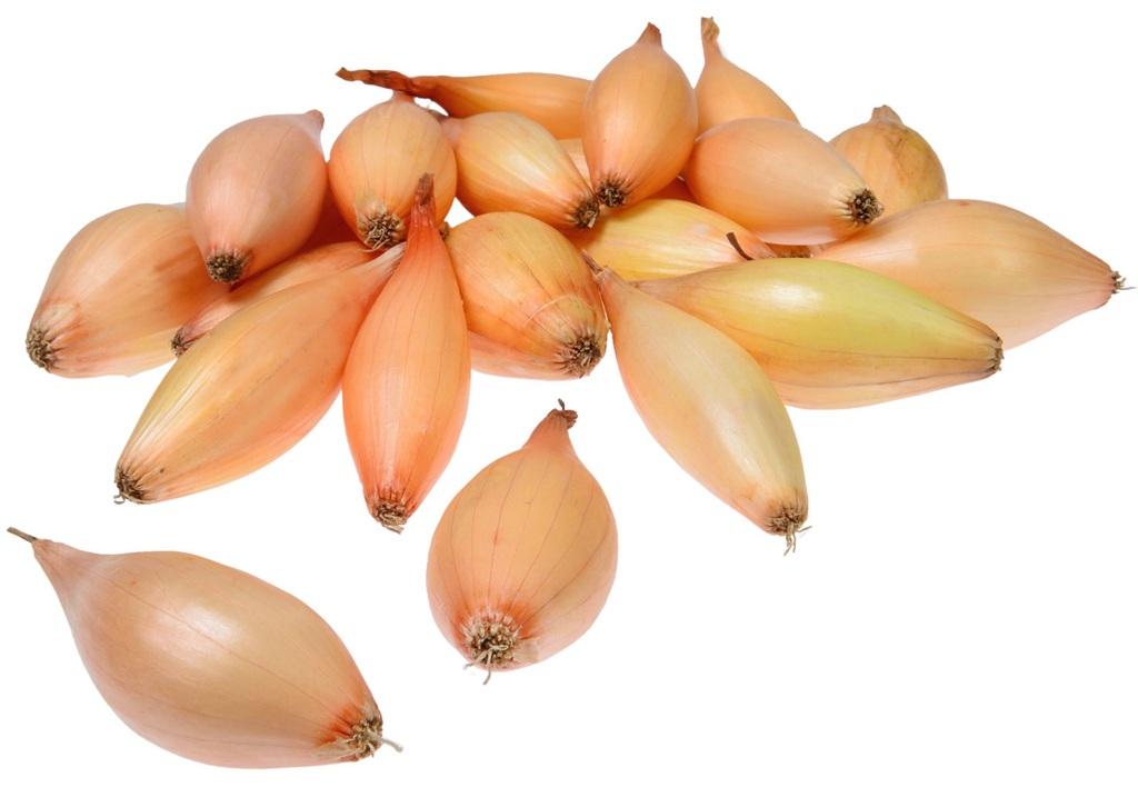 Cibule sazečka Birnformige (světle hnědá, hruškovitá) Cibule sazečka Birnformige (světle hnědá, hruškovitá)