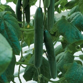 Okurka salátová Euphya F1 - hadovka, skleníková, bezsemenná, odolná padlí, dlouhá (Bejo)