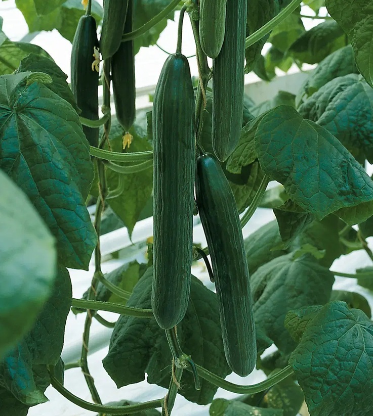 Okurka salátová Euphya F1 - hadovka, skleníková, bezsemenná, odolná padlí, dlouhá (Bejo)