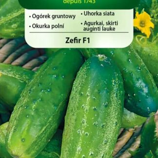 Okurka polní Zefir F1 - nakládačka, hruboostná, odolná plísni (Vilmorin)