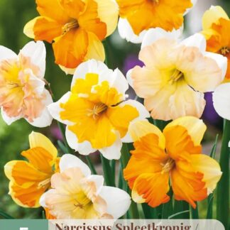 Narcis Butterfly Mix (5 cibulí, orchideokvětý, směs, karta)