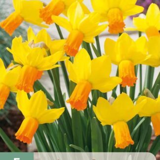 Narcis Jetfire (5 cibulí, nízký, oranžovo-žlutý, karta)