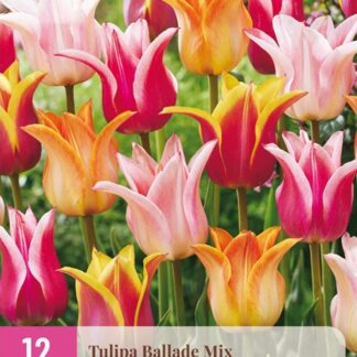 Tulipán Ballade Mix (12 cibulí, liliokvětý, dvoubarevná směs, XXL karta)