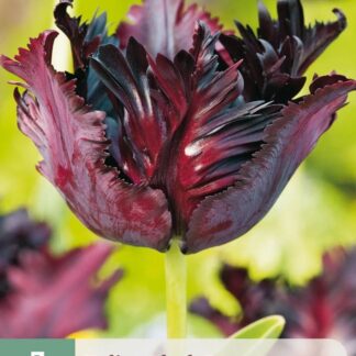 Tulipán Black Parrot (7 cibulí, papouškovitý, černo-fialový, karta)