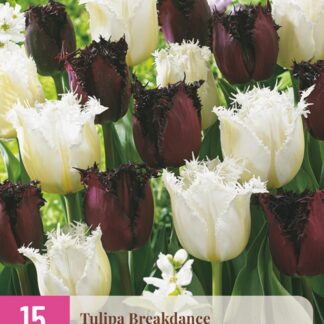 Tulipán Breakdance (15 cibulí, třepenitý, žluto-bílý a fialovo-černý, XXL karta)