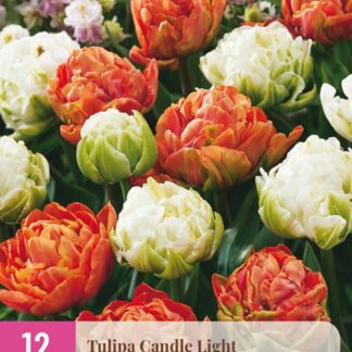 Tulipán Candle Light (12 cibulí, pivoňkovitý, oranžovočervený a bílý, XXL karta)