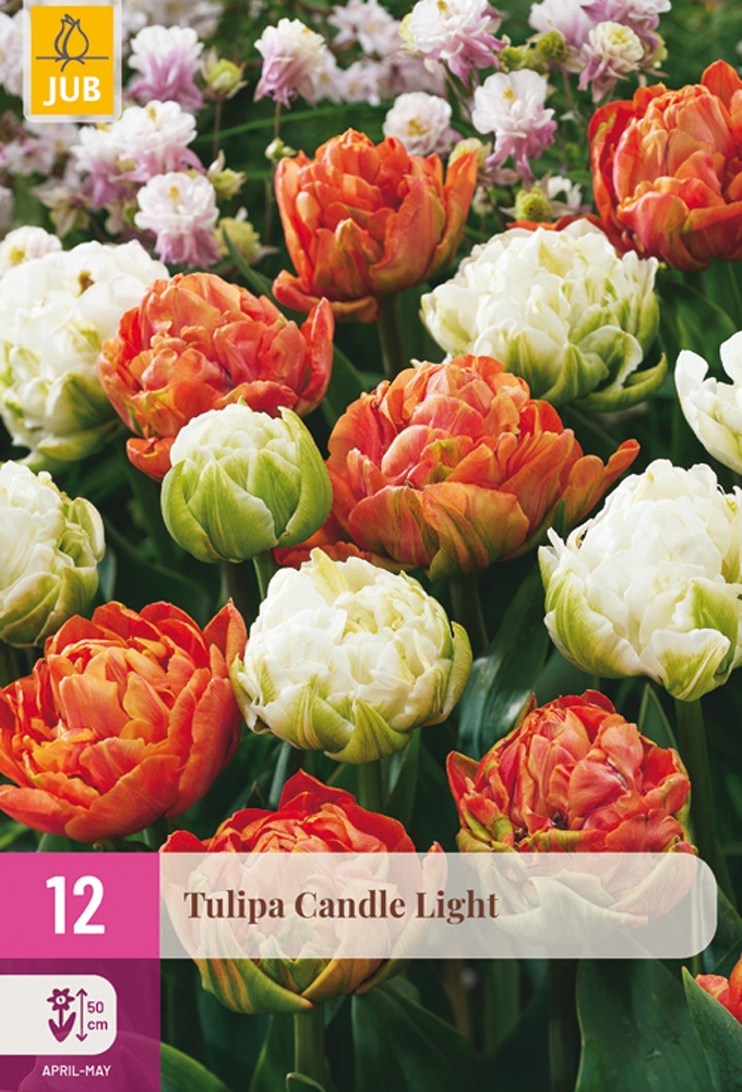 Tulipán Candle Light (12 cibulí, pivoňkovitý, oranžovočervený a bílý, XXL karta)