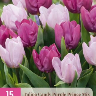 Tulipán Candy Purple Prince Mix (15 cibulí, směs, fialový a růžovofialový, XXL karta)