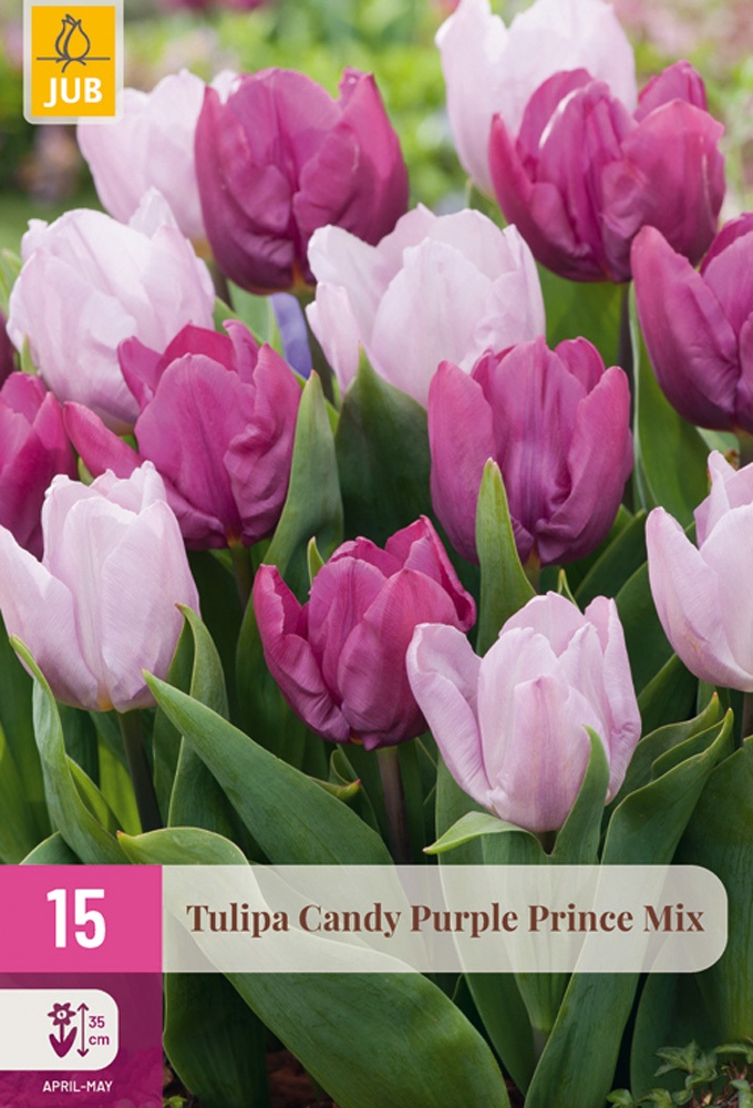 Tulipán Candy Purple Prince Mix (15 cibulí, směs, fialový a růžovofialový, XXL karta)