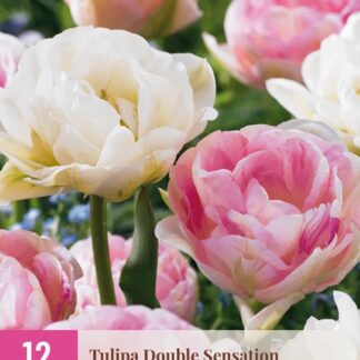 Tulipán Double Sensation (12 cibulí, plnokvětý, růžový a bílý, XXL karta)
