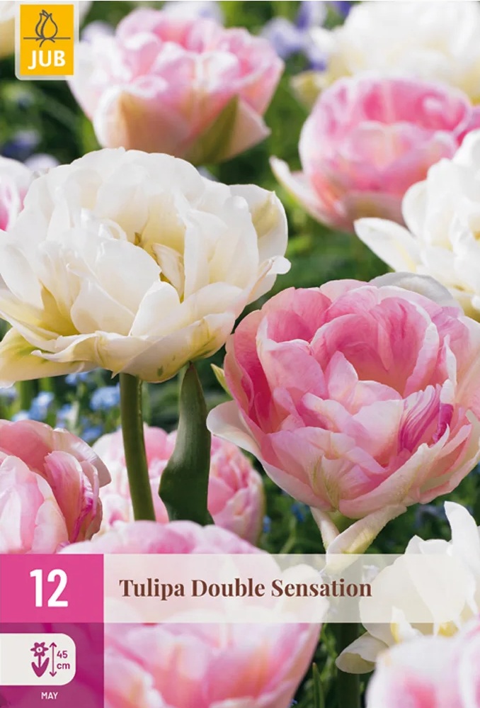 Tulipán Double Sensation (12 cibulí, plnokvětý, růžový a bílý, XXL karta) Tulipán Double Sensation (12 cibulí, plnokvětý, růžový a bílý, XXL karta)