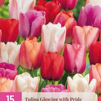 Tulipán Glowing with Pride (15 cibulí, směs, XXL karta)