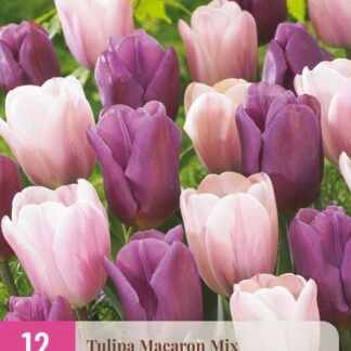 Tulipán Macaron Mix (12 cibulí, směs, fialový a růžovo-bílý, XXL karta)