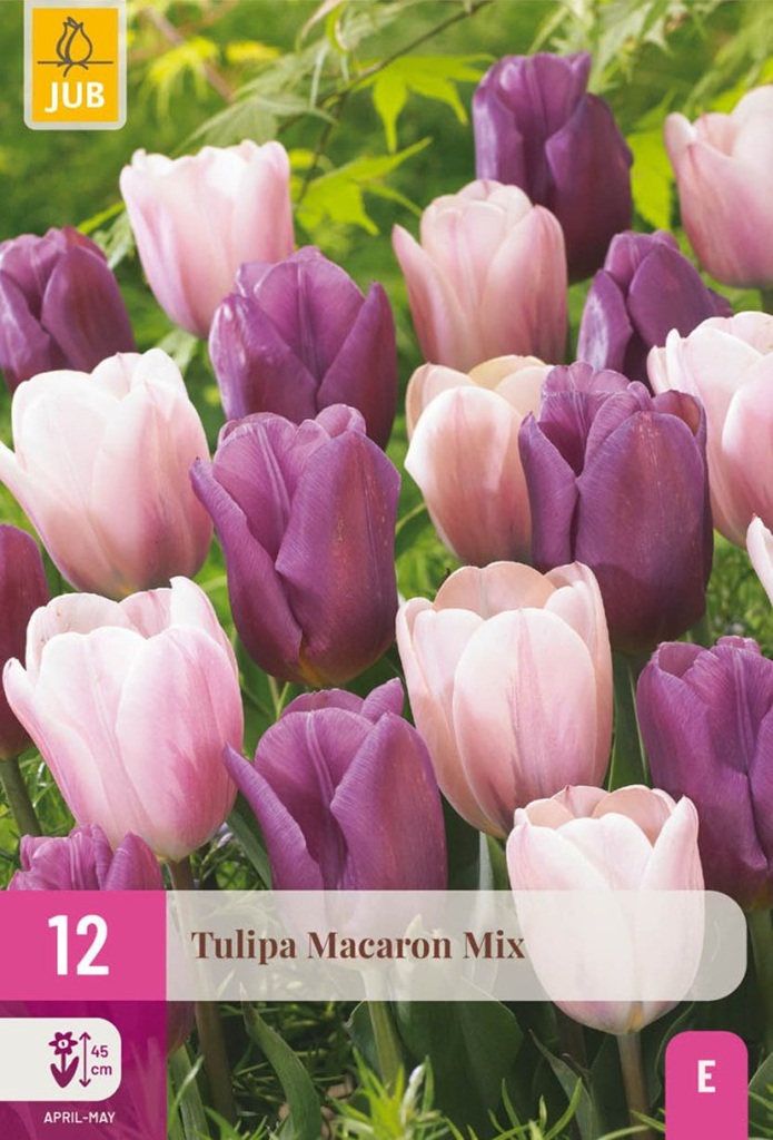 Tulipán Macaron Mix (12 cibulí, směs, fialový a růžovo-bílý, XXL karta)-bily_XXL_karta Tulipán Macaron Mix (12 cibulí, směs, fialový a růžovo-bílý, XXL karta)