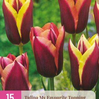 Tulipán My Favourite Topping (15 cibulí, dvoubarevná směs, XXL karta)