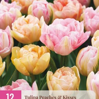 Tulipán Peaches & Kisses (12 cibulí, plnokvětý, růžový a broskvový, XXL karta)