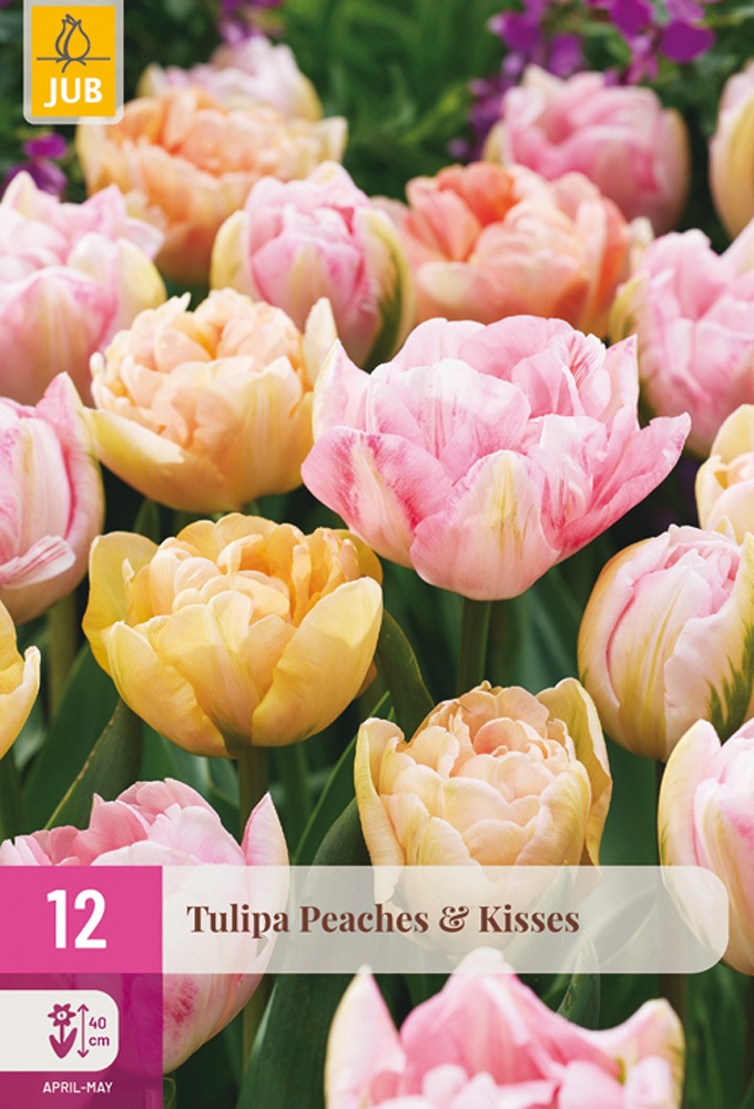 Tulipán Peaches & Kisses (12 cibulí, plnokvětý, růžový a broskvový, XXL karta)
