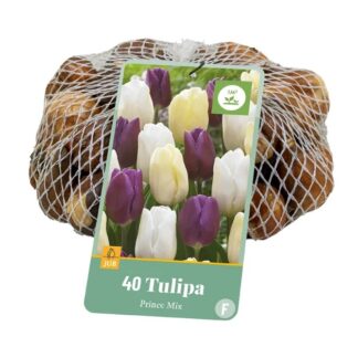 Tulipán Prince Mix (40 cibulí, směs, XXL síťka)