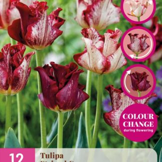 Tulipán Striped Crown (12 cibulí, mění barvu, korunkatý, žíhaný, bílý až purpurový, XXL karta)