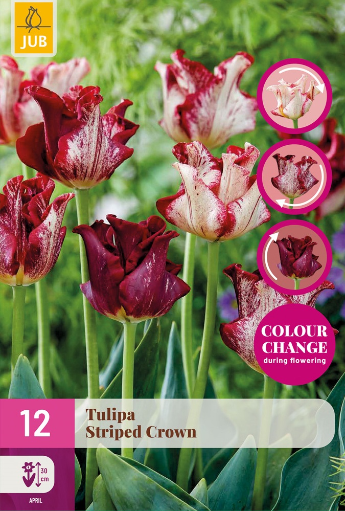 Tulipán Striped Crown (12 cibulí, mění barvu, korunkatý, žíhaný, bílý až purpurový, XXL karta)