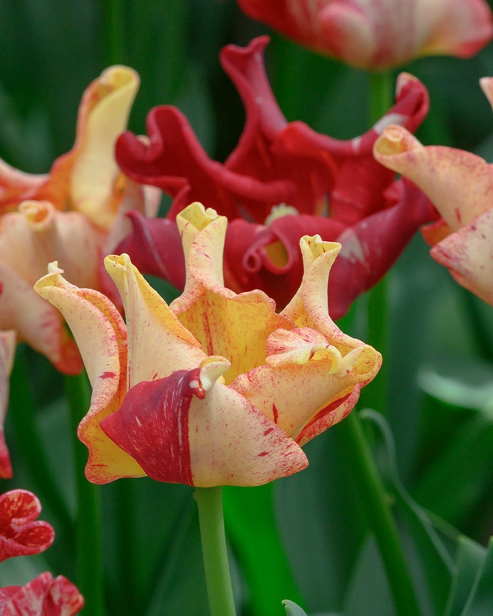 Tulipán Striped Crown (mění barvu, korunkatý, žíhaný, bílý až purpurový)