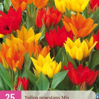 Tulipán praestans Mix (25 cibulí, směs, botanický, mnohokvětý, XXL karta)