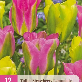 Tulipán zelenokvětý Strawberry Lemonade (12 cibulí, dvoubarevná směs, XXL karta)
