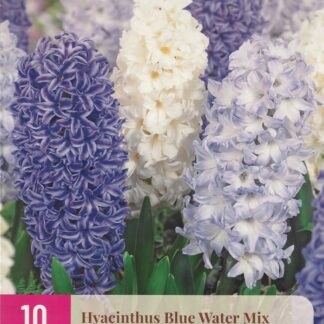 Hyacint Blue Water Mix (10 cibulí, směs, XXL karta)