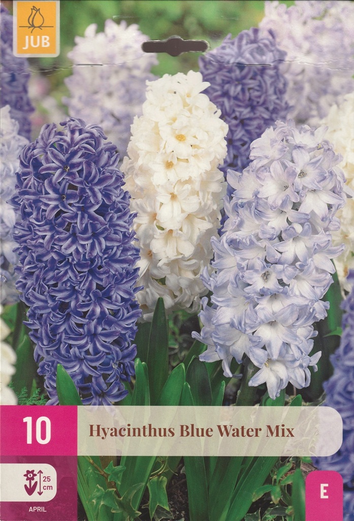 Hyacint Blue Water Mix (10 cibulí, směs, XXL karta) Hyacint Blue Water Mix (10 cibulí, směs, XXL karta)