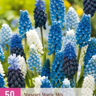 Modřenec Magic Mix (50 cibulí, směs, XXL karta)