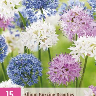 Okrasný česnek Buzzing Beauties (15 cibulí, botanický, medonosná směs, XXL karta)