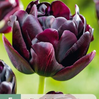Tulipán Black Hero (5 cibulí, pivoňkovitý, tmavě fialový, karta)