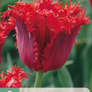 Tulipán Calibra (7 cibulí, třepenitý, červený, karta)