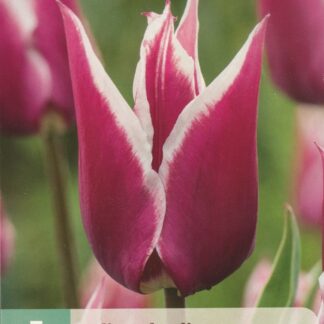 Tulipán Claudia (7 cibulí, liliokvětý, bílo-fialový, karta)