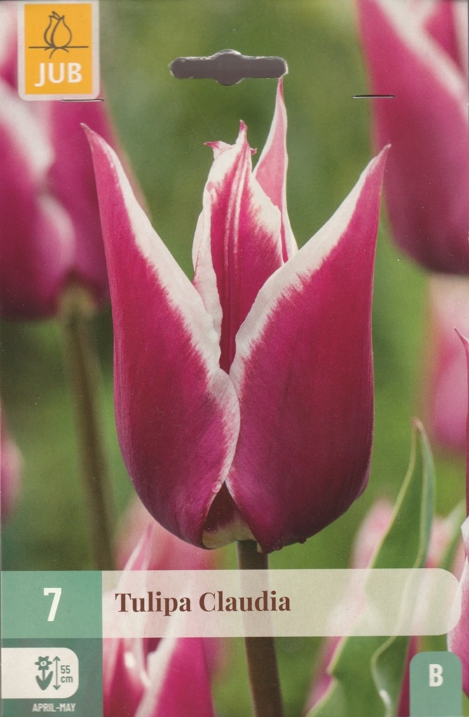 Tulipán Claudia (7 cibulí, liliokvětý, bílo-fialový, karta)-fialovy_karta Tulipán Claudia (7 cibulí, liliokvětý, bílo-fialový, karta)